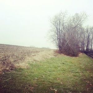 This is a recent picture of the edge of my yard and the neighbor's cornfield. Winter even looks depressing.