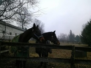 I don't have any pictures from the ride, so I'm posting one of the twins/BFFs Bailey and Jack. Bailey is on the left.