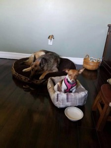 izzie-and-julep