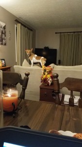 julep-puppy