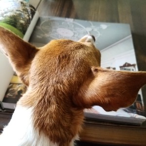 julep-reading