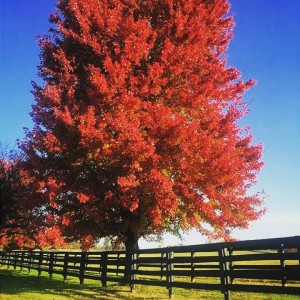 Kentucky Heart 2