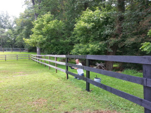This was the first day of fence painting. The look on my husband's face says, "we need to hire someone for this - now!"