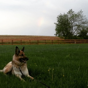Puppy and a Rainbow
