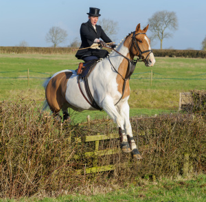 jumping a cut hedge from the meet