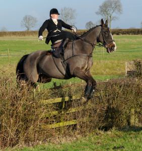 jumping a cut hedge from the meet