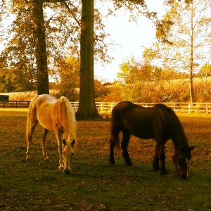 Traveller and Takoma - these two have been grazing alongside each other like this for more than 20 years.